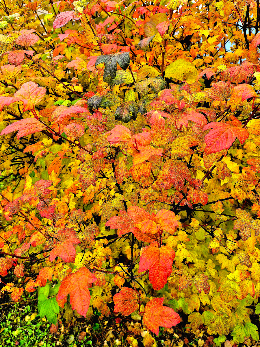 Сад в красочном осеннем одеянии