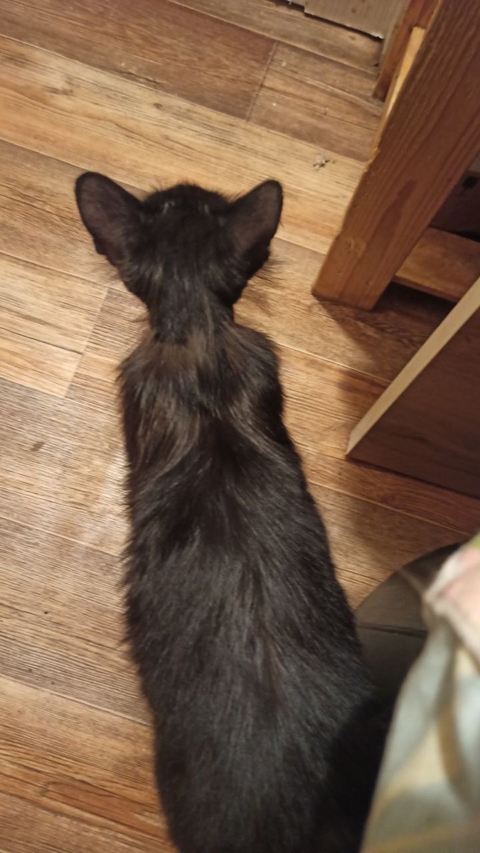 Ну типа вот так перебегала:)