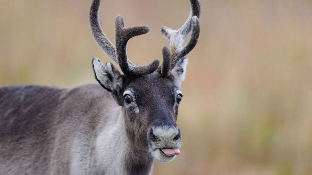    Фото: MM.Wildlifephotos/Shutterstock/Fotodom