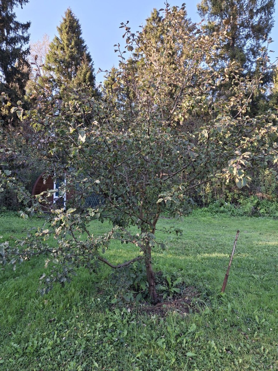 Яблоня "Антоновка"