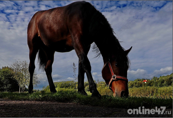 фото: Валентин Илюшин/Online47