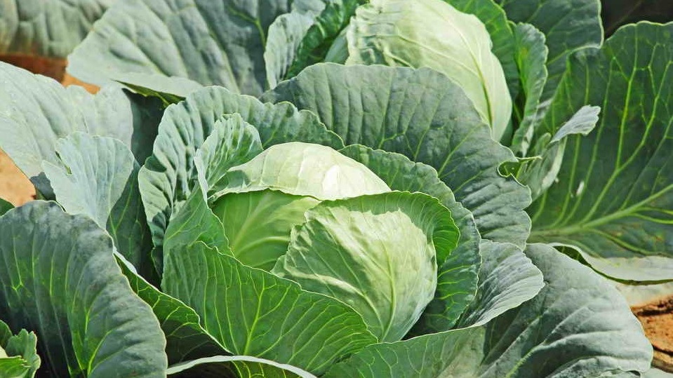 Капустные кочерыжки в ноябре - ценное сырье для удобрения вместо мусора