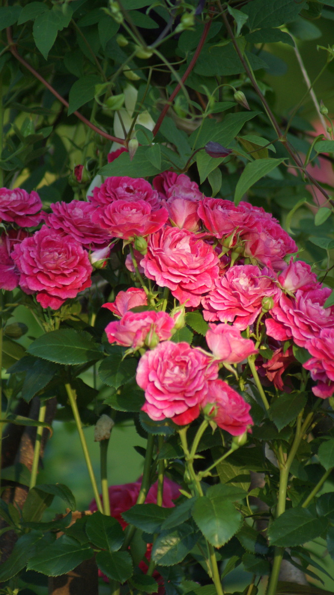 «Domaine de St Jean de Beauregard». Здесь и далее фото розы в моём саду.