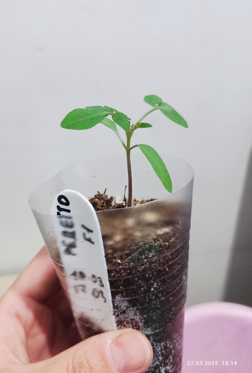 Сеяла одно, оно и взошло