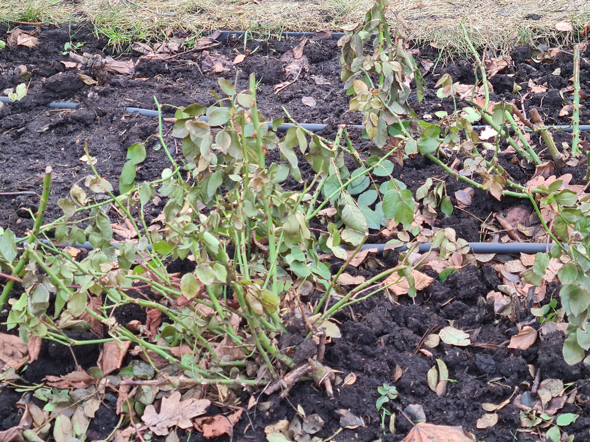 Розы на вднх зимуют без курытия. Фото из личного архива.