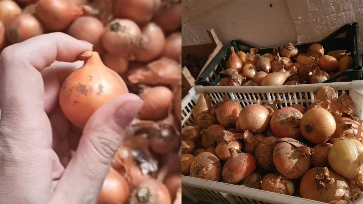 Профессиональная сортировка - первый шаг к успешному хранению