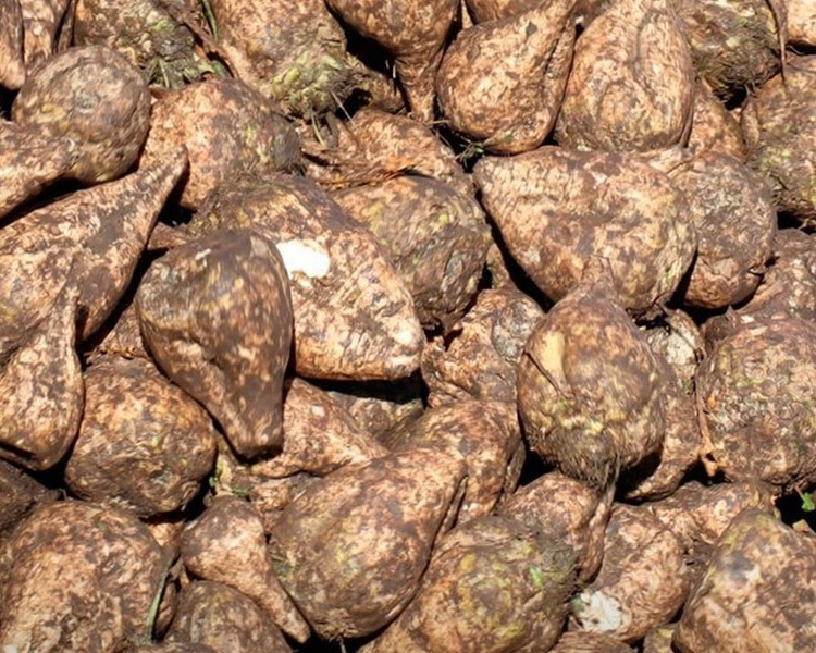     Курские аграрии продолжают уборку поздних культур