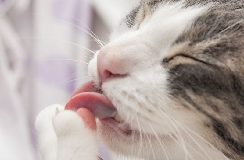    Кот. Фото:Freepik.