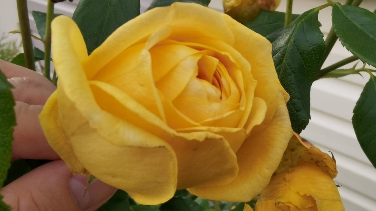 От букета до укорененных черенков - всего 27 дней по домашнему методу