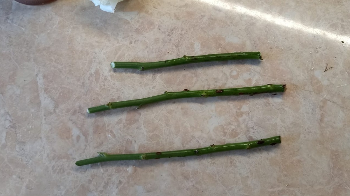 Черенки длиной 12-15 см с косым нижним срезом - основа успеха