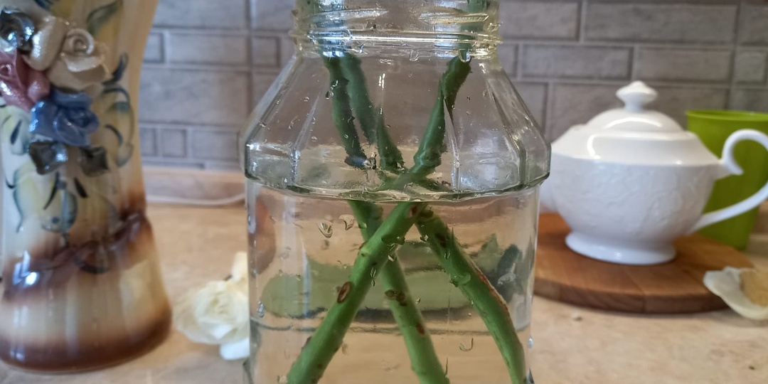 Укореняю розы из букета за 27 дней. Получаю черенки с корнями для весенней посадки