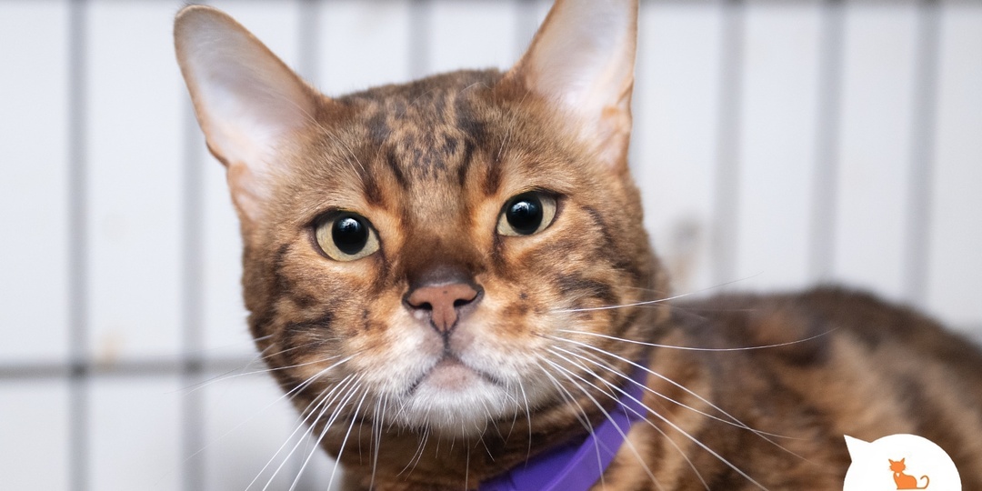 Напарники в меховых шубках