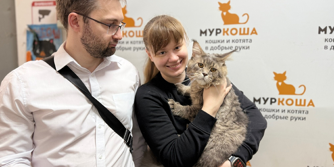 За окном дождь, а дома любимый котик