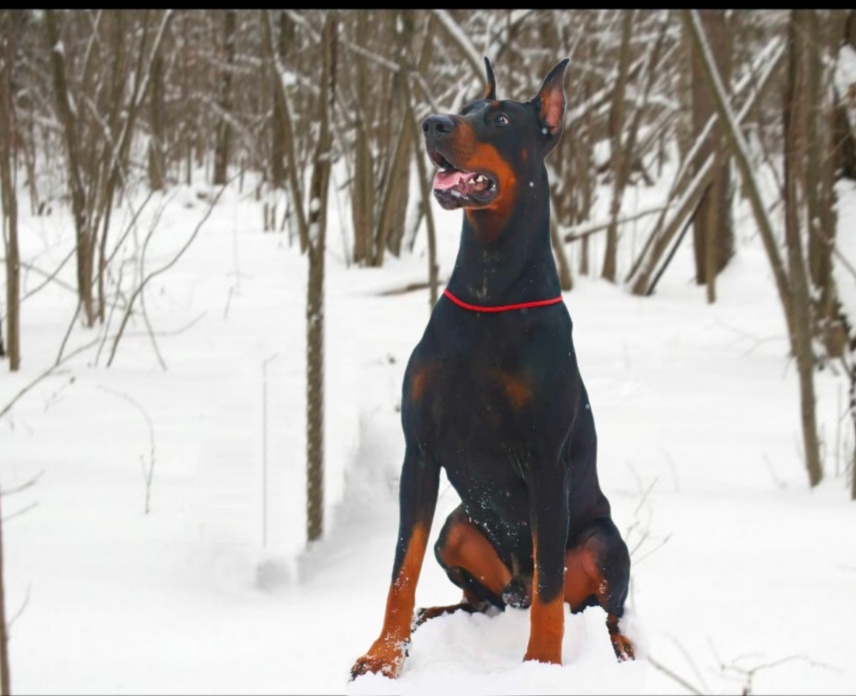 Коллаж автора 