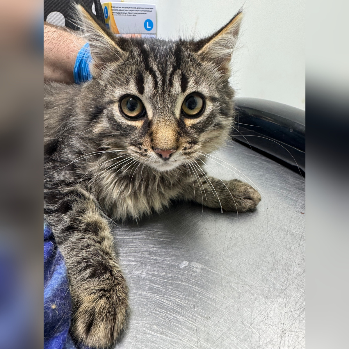 Малышарик приехал с дач. 