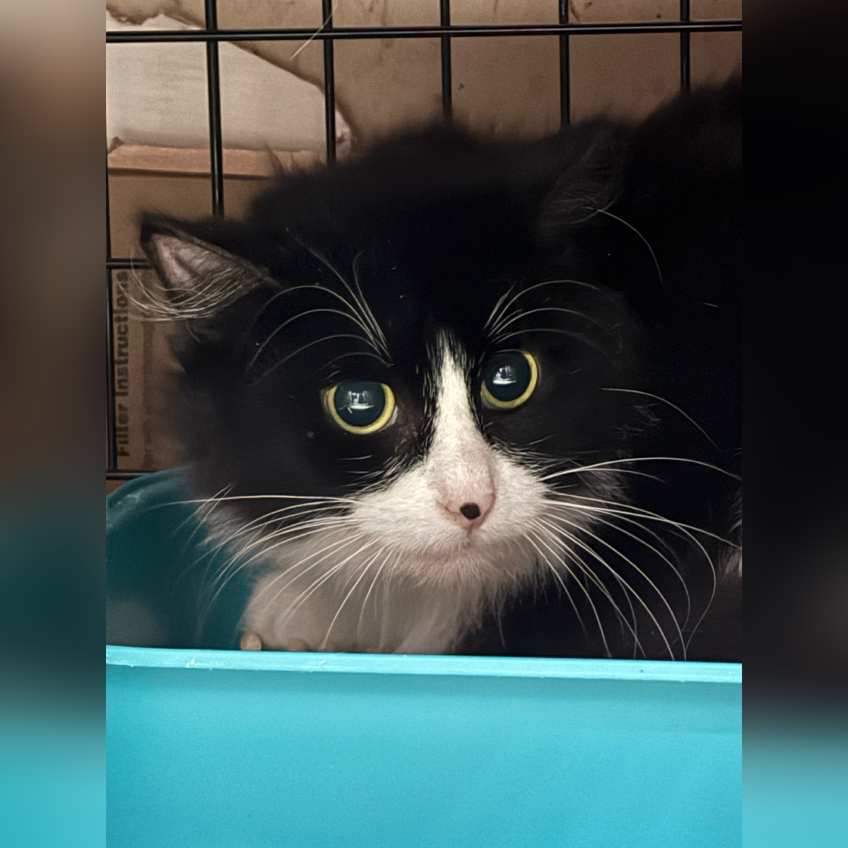 Нефилима приехала с передержки.