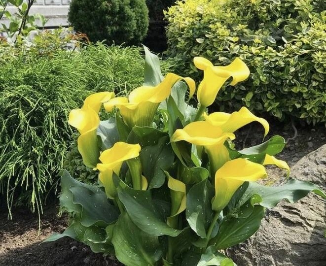 ❄️ Как хранить клубни каллы зимой: пошаговая инструкция 🌿