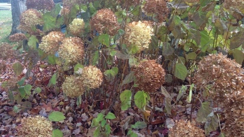 Так выглядела моя гортензия в ноябре - типичный пример растения, которому срочно нужна помощь