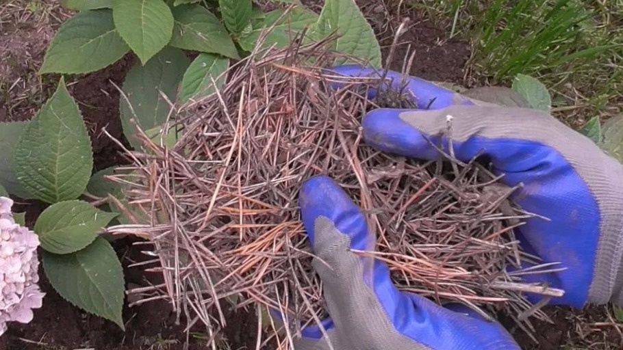 Хвойный опад из леса