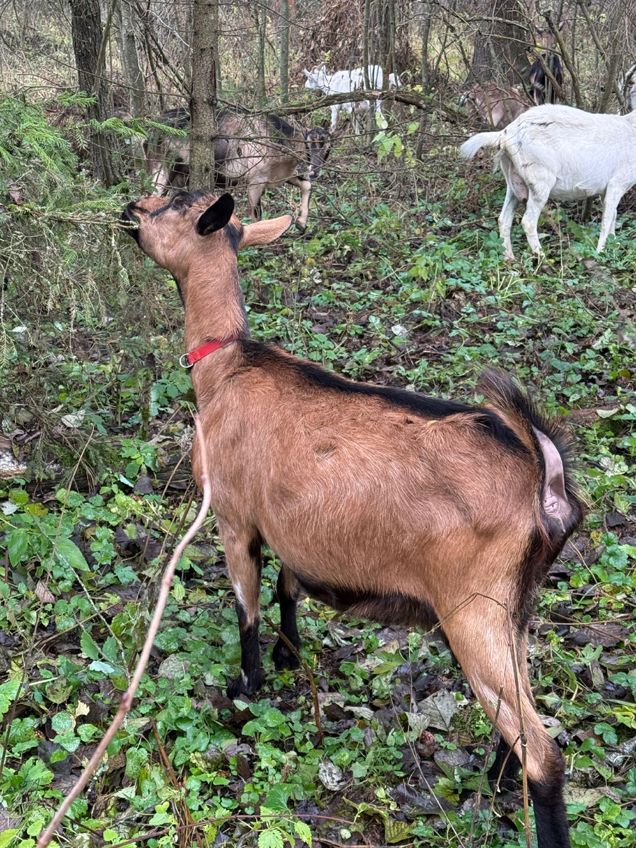 Коза Ева в лесу