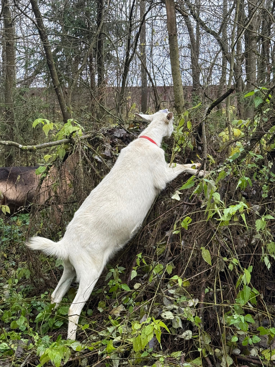 Самое вкусное - всегда наверху)