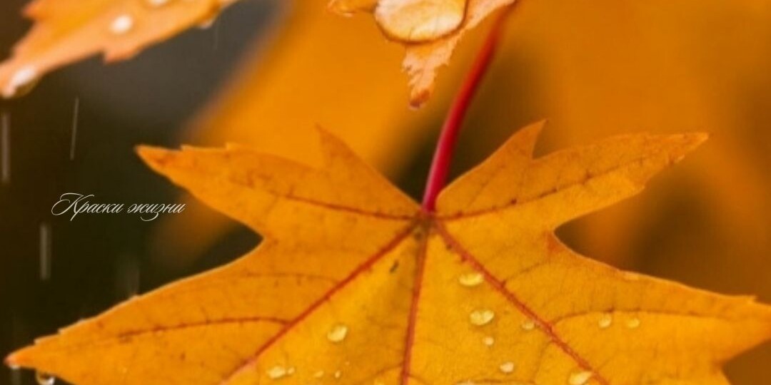 Осенние открытки "Доброе утро"