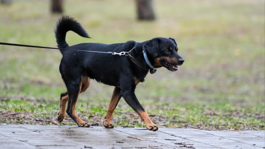    Фото: ИЗВЕСТИЯ/Эдуард Корниенко