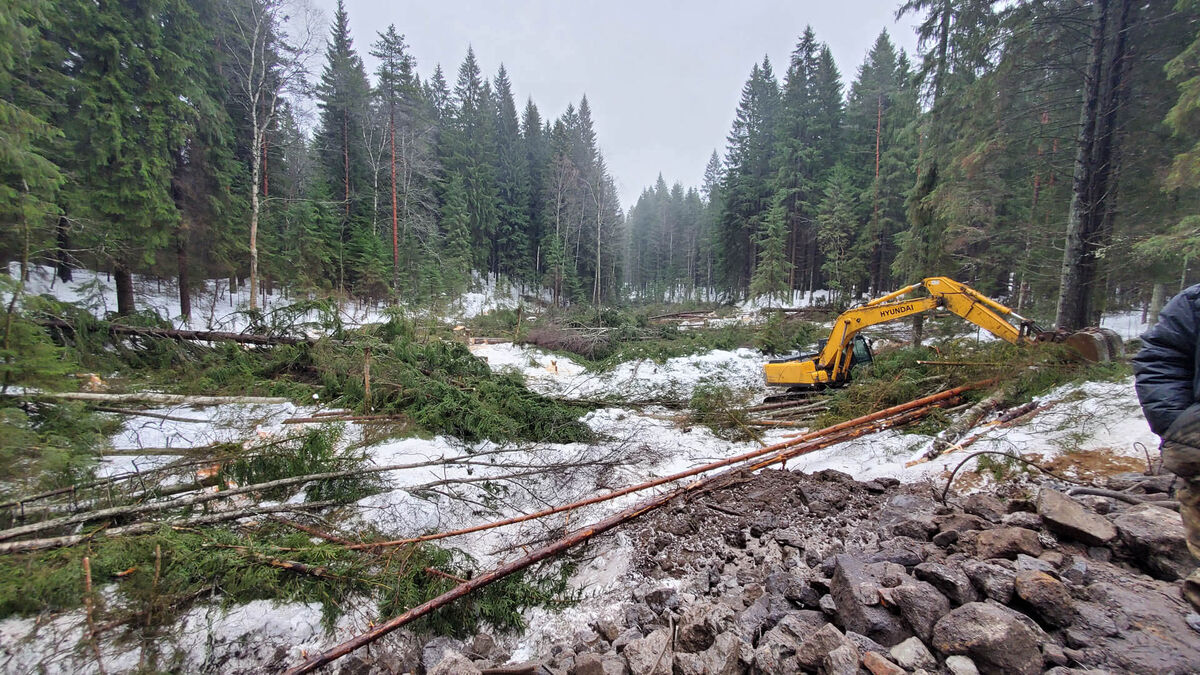 Вырубка дерева и мульчирование экскаватором 