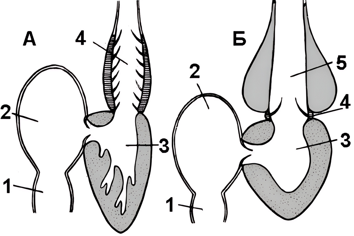 Рис. 141. Схема строения сердца рыб.
А — сердце хрящевых рыб, Б — сердце костистых рыб:
1 — венозный синус; 2 — предсердие; 3 — желудочек; 4 — артериальный конус с клапанами (у костистых рыб редуцирован); 5 — луковица аорты.