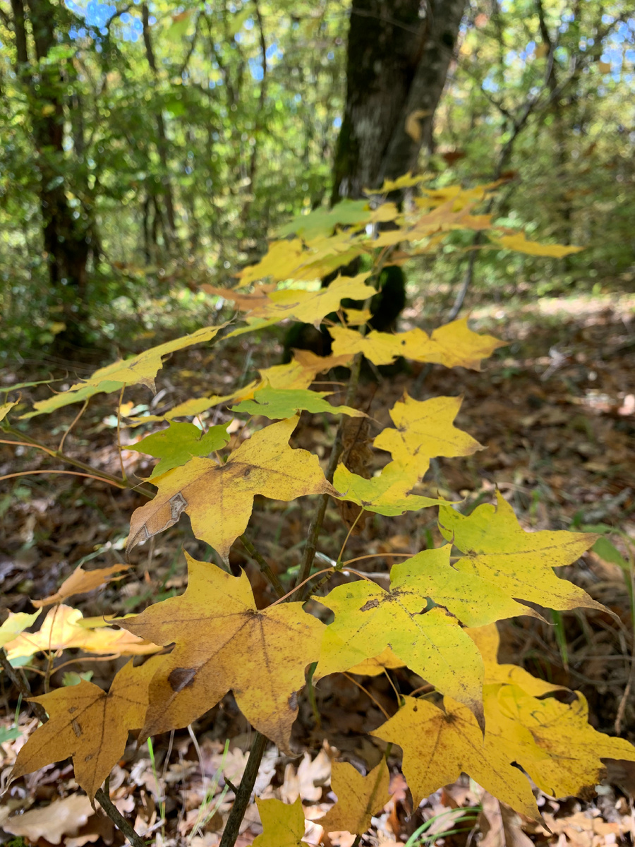 Просто красивые листочки в осеннем лесу