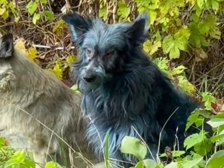      Фото: «Собаки Чернобыля»