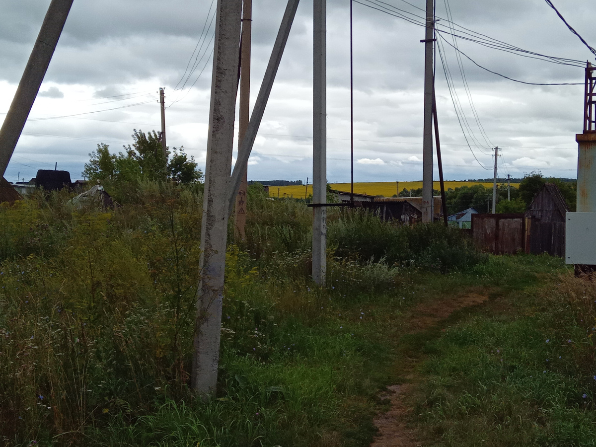 Вдали желтеют или поля рапса, или подсолнечника.