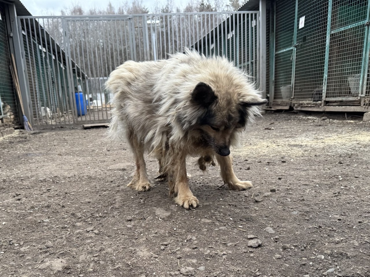 А почему не озвучена версия заколдованный принц, а?