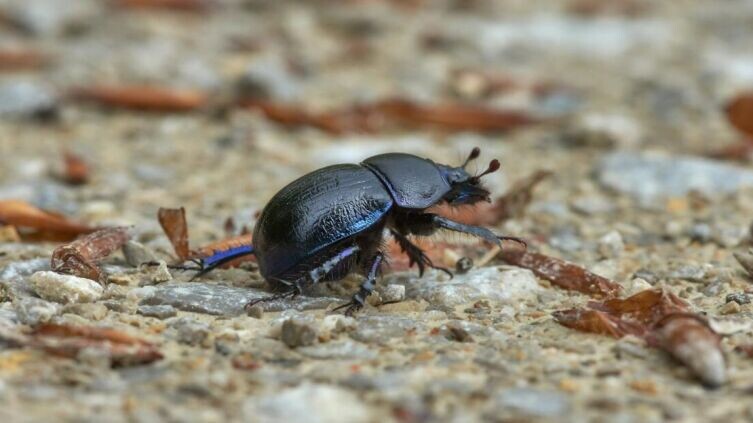    Удивительное в мире животных. Как жуки-скарабеи ориентируются по Млечному Пути? Фото: Wolfgang Hasselmann on Unsplash