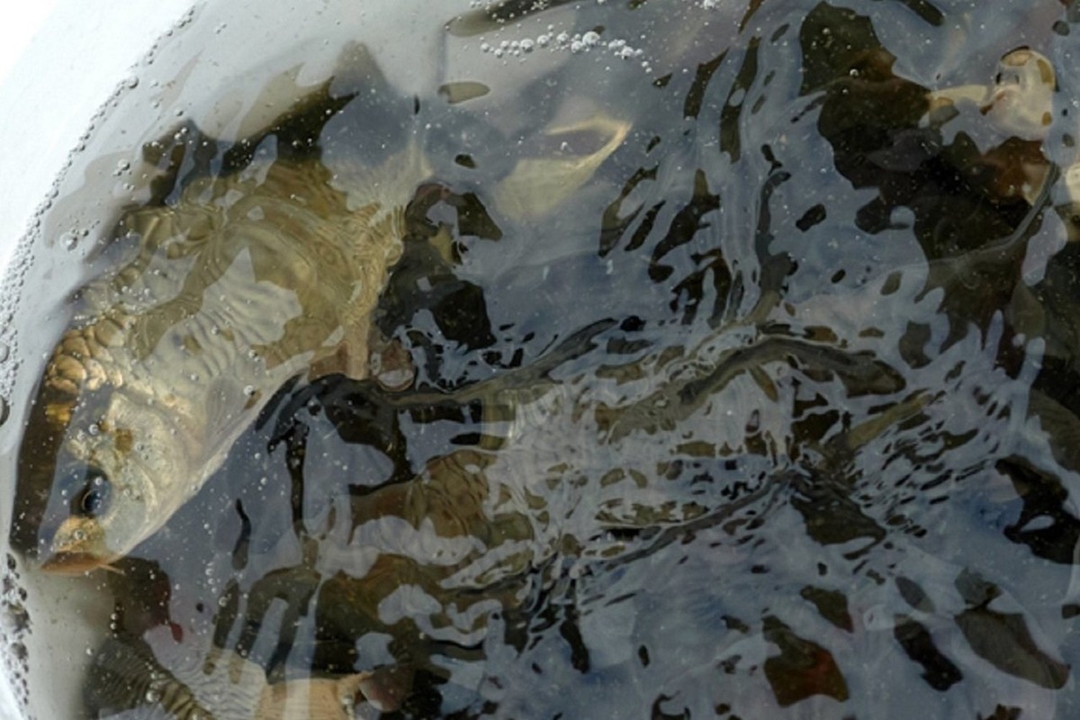    Прокуратура сочла незаконным заключение Госкомитетом договора на предоставление рыбопромыслового участка в Спасском районе индивидуальному предпринимателю Анатолию Подгорнову. Динар Фатыхов / realnoevremya.ru