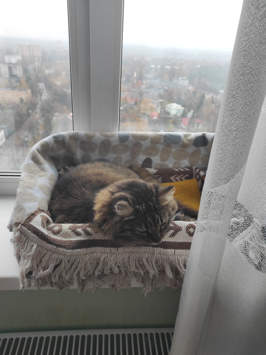 Отстань, я всё про тебя унюхала! 