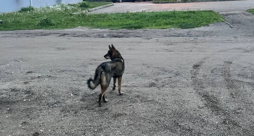    Ученые назвали животное умнее собак: вот кто умнее наших питомцев