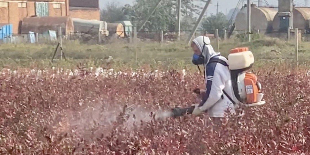 Обработка голубики осенью от болезней: полное руководство