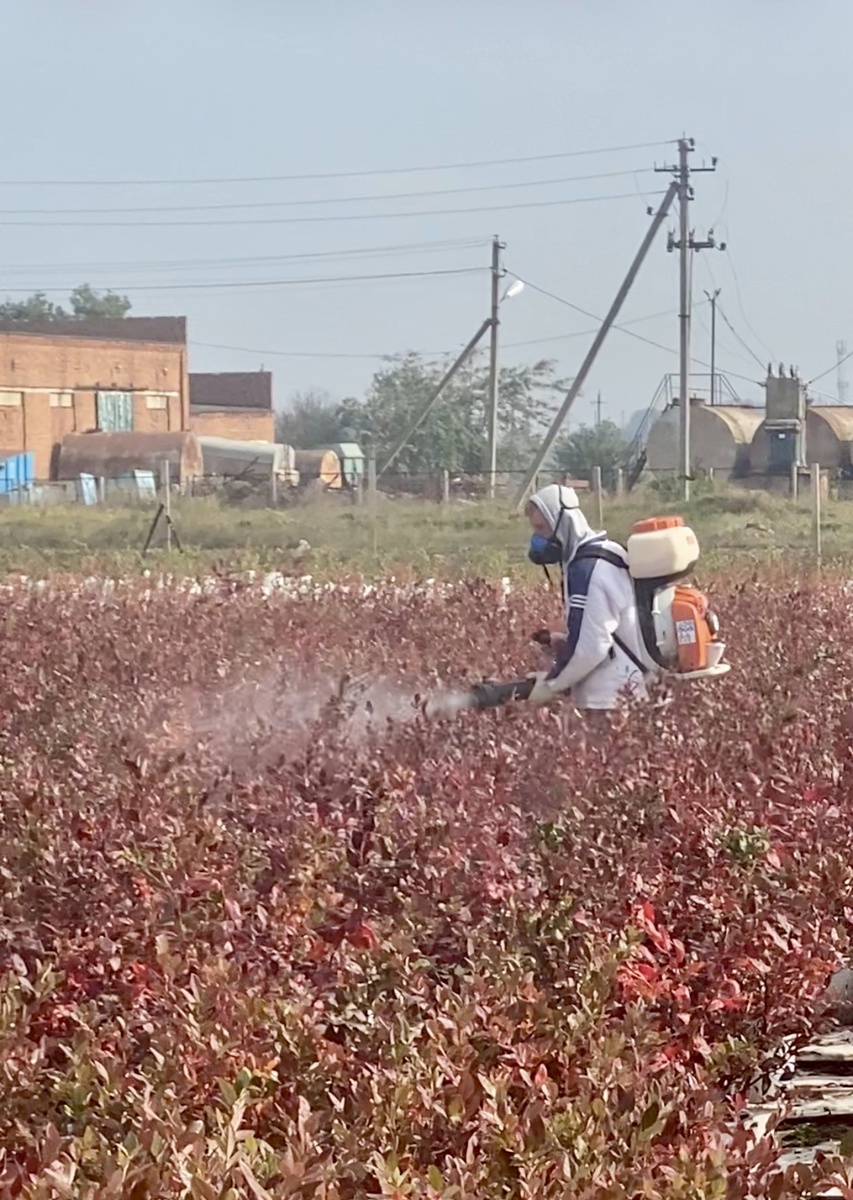 Осенняя обработка голубики.