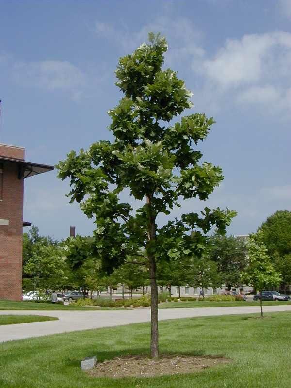 Фото Missouri Botanical Garden