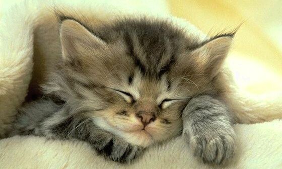 Ирина спасла огромное количество животных, которых выбросили на улицу