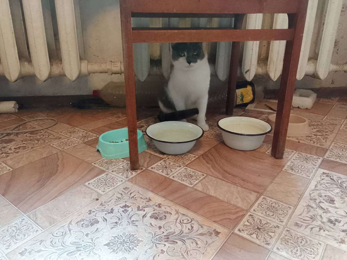 Этта я, смишная кошка Бусинка, пью воду.