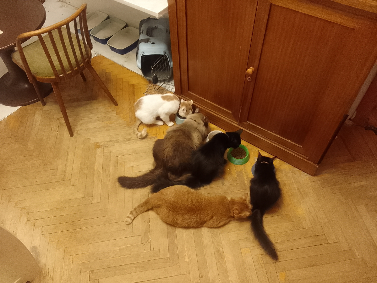 Ужин: Юрка, Сим Симыч,  Кайра и Октава. Сзади Аббат. 