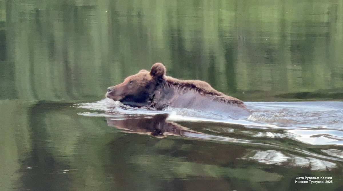 Медведей мы встречали чаще, чем людей. Экспедиция на Н.Тунгуску, 2025 год. Фото Рудольф Кавчик.