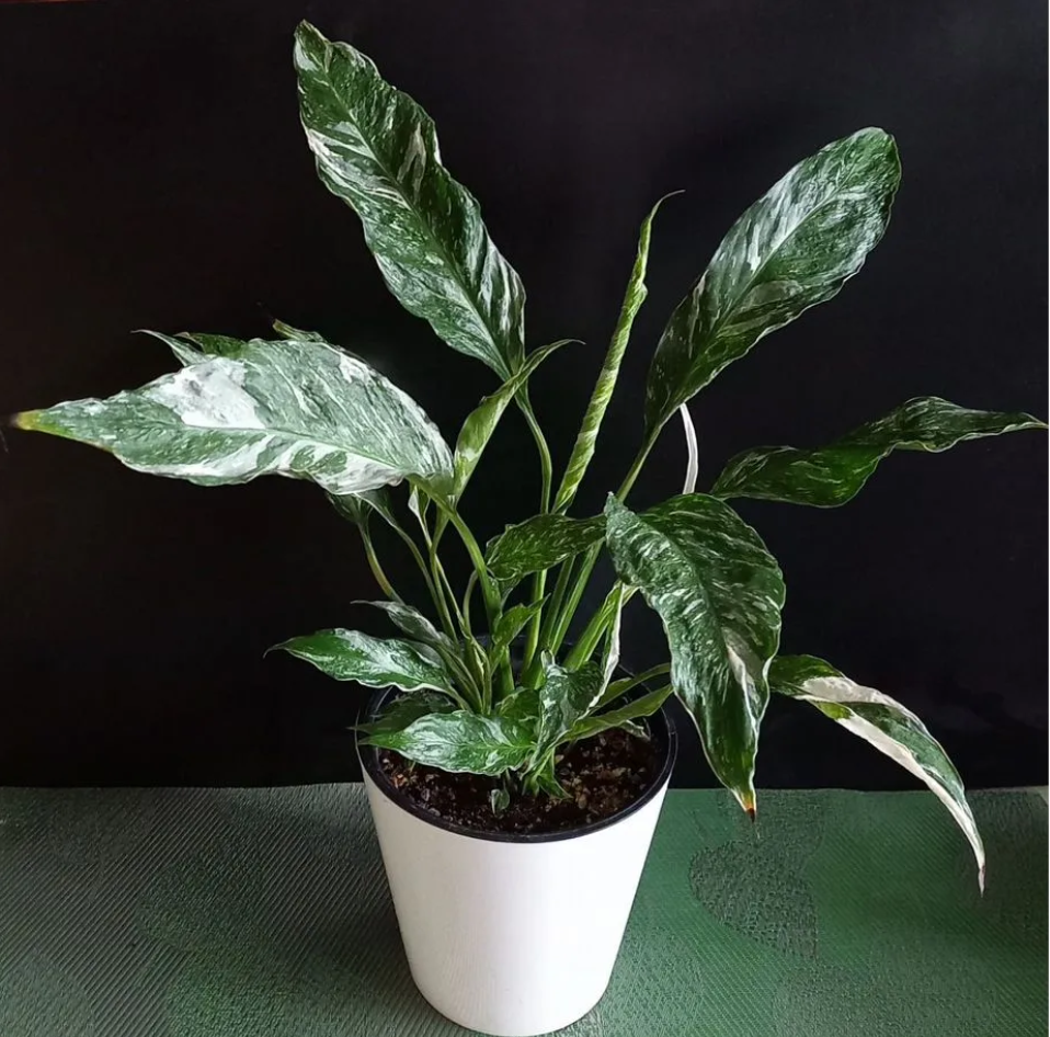 Почему спатифиллум не цветет?  