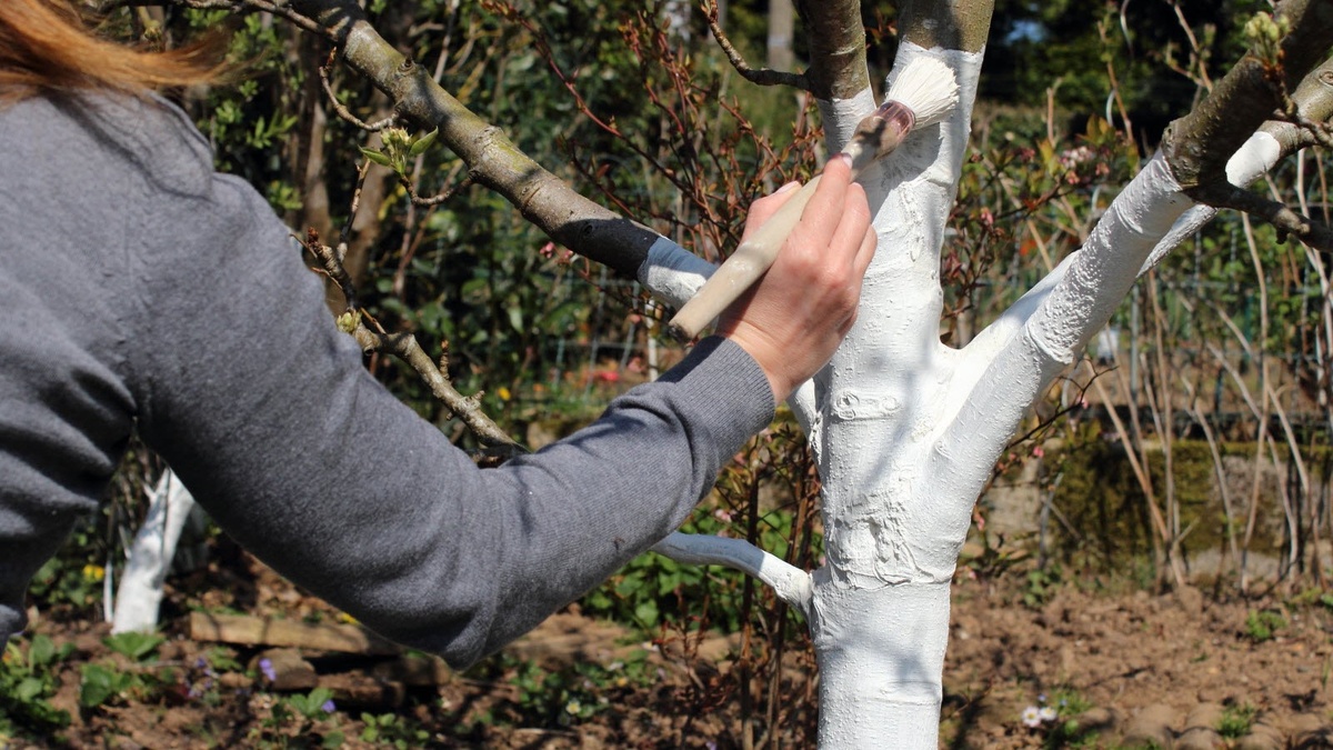 Стараюсь белить не только штамб, но и основания нижних веток