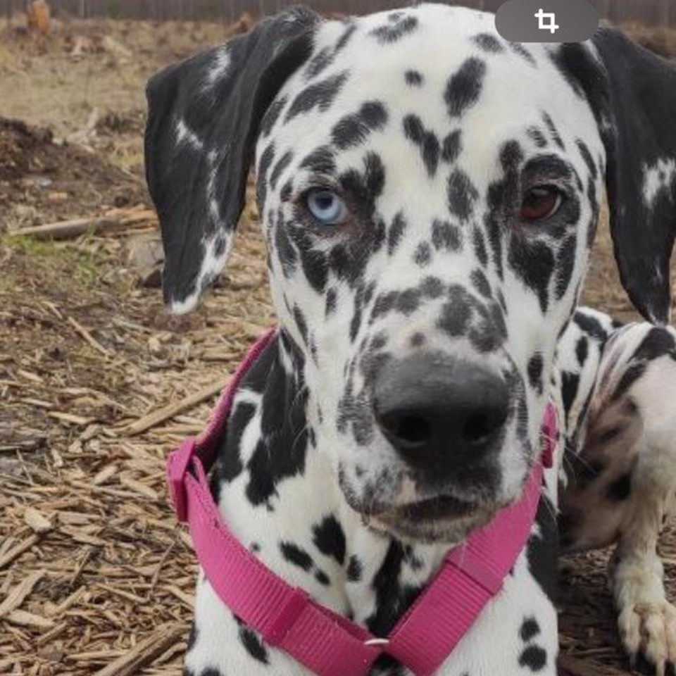    У любимца семьи, которого назвали Оствиндом, редкая аномалия, гетерохромия. Личная страничка героя публикации в соцсети