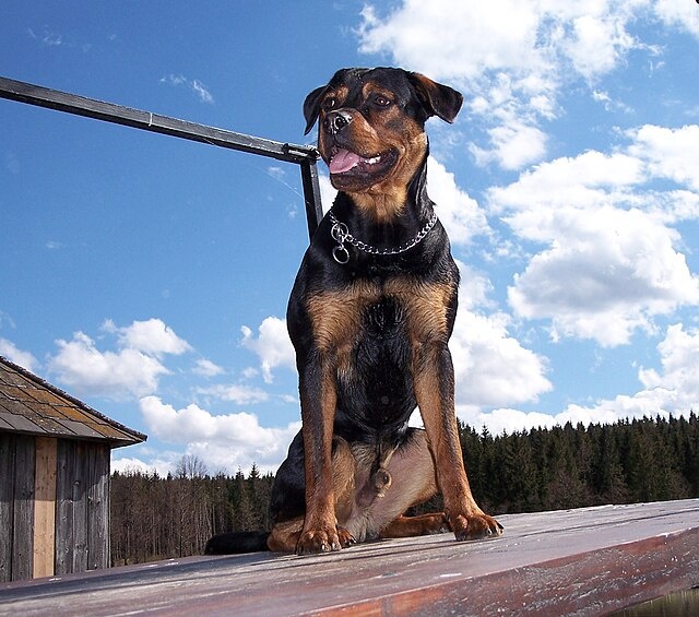 Ротвейлер — это собака средних и крупных размеров с крепким, мускулистым телосложением.