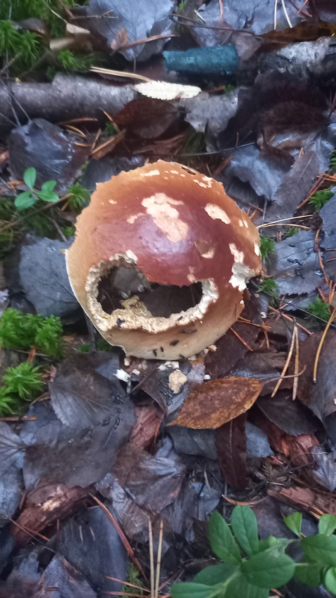 Фото Варвара Т. 26.10.25. Ленинградская обл. Выборгский р-н