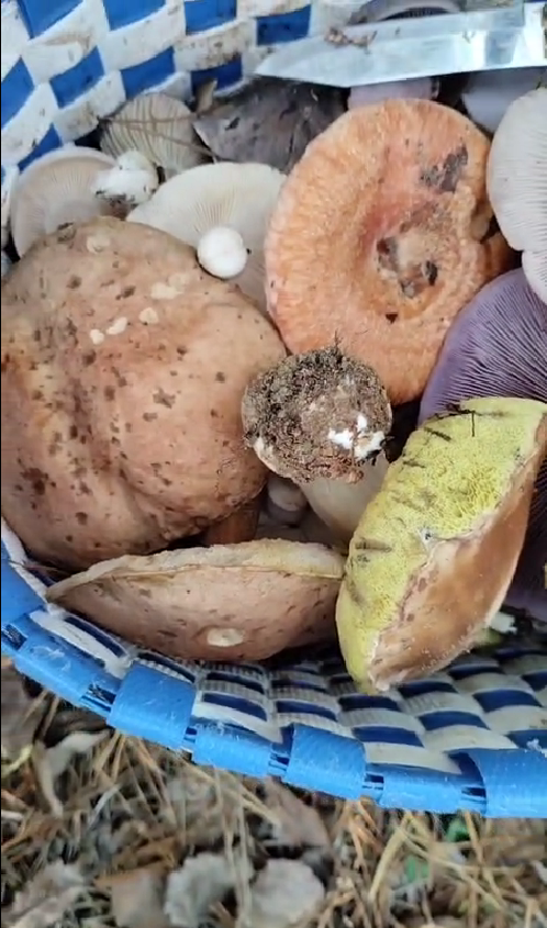 Скрин с видео Татьяны Руденко 27.10.25. Брянская обл.